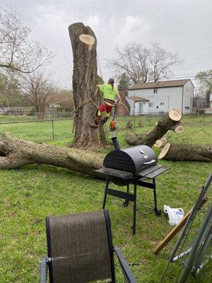 Eddie's Tree Service