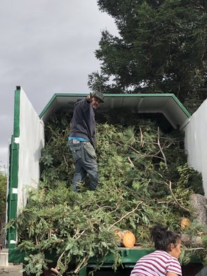 Rigo putting branches in the truck.