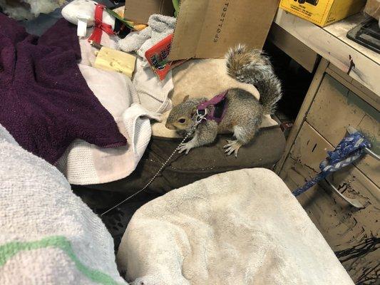 Albert, the shop squirrel.