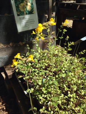 nicer specimens of yellow monkey flower, only $8