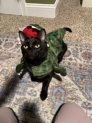 My cat in dinosaur costume to clean your eyes