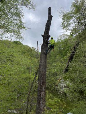 Working on big oak tree we topped