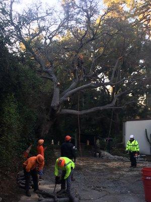 Removal of dying Tree