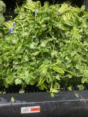 Cilantro