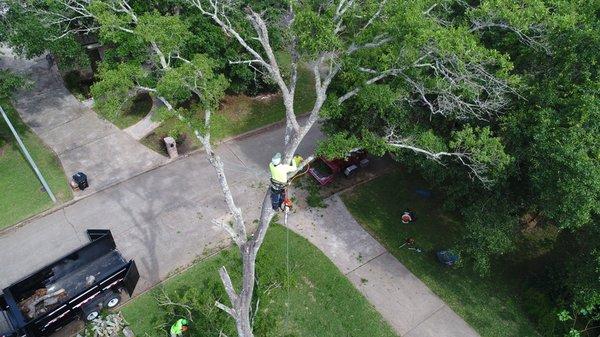 Tree Removal in Nottingham