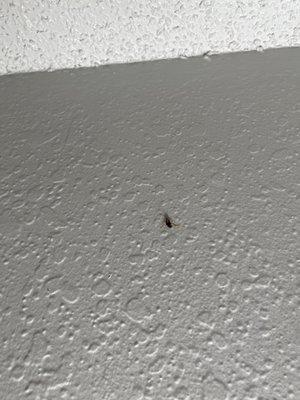 Roaches on wall