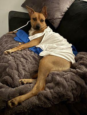 medium-sized brown Cur dog, wearing a tank top and sprawling out on a fuzzy blanket