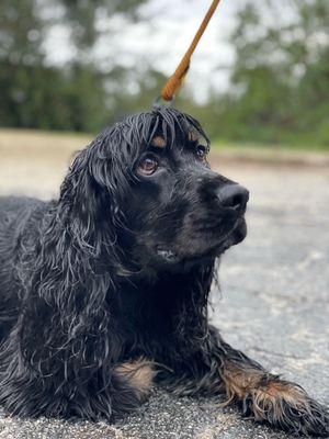 Champion learned in his last class   How to lay on command.