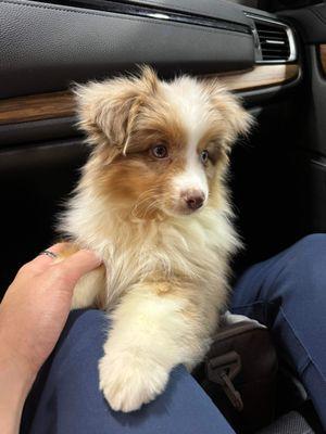 Miniature Australian Shepherd (recently purchased puppy)