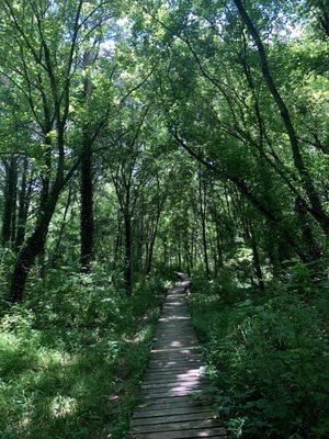 Beautiful shaded trails. All the trees keep it very cool when hiking.