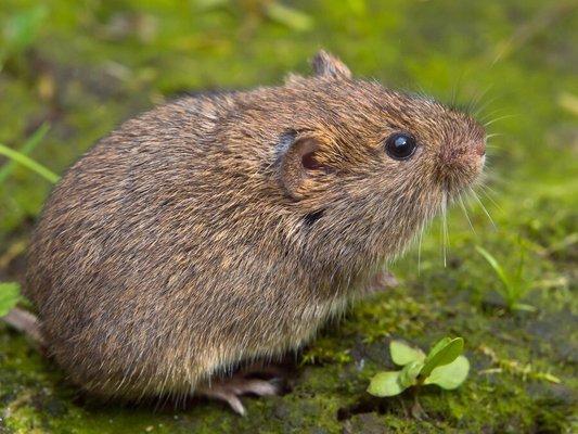 Voles!!!