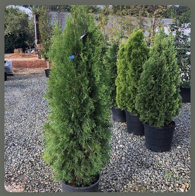 Evergreen selection specialist