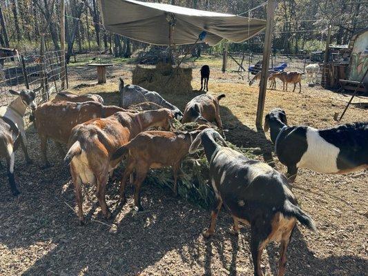 Goats eating an organic Christmas tree. Smells great!