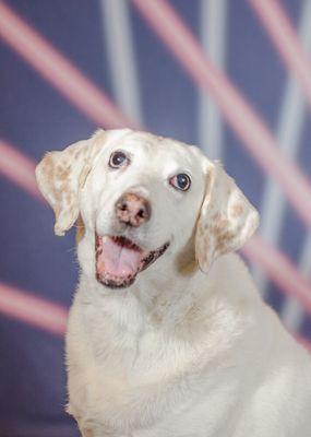 School Picture Day with the talented Bigg Mugg Photography: you can sign up to get professional photos of your doggos.