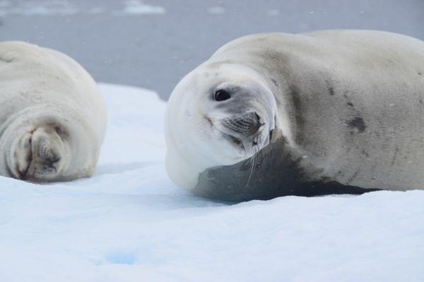 Antarctica