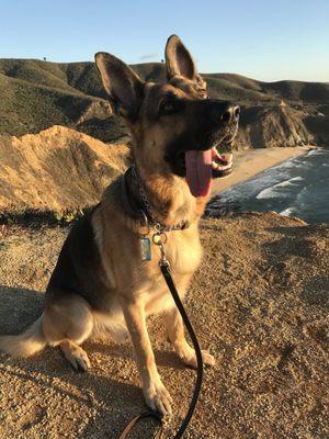 Dog, beach