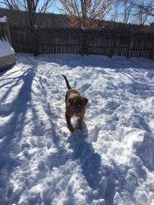 Our dog running around backyard.