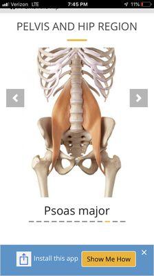 Psoas Major