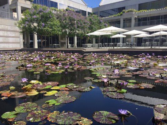 Beautiful lily pond!