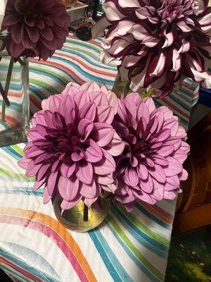 Dahlias