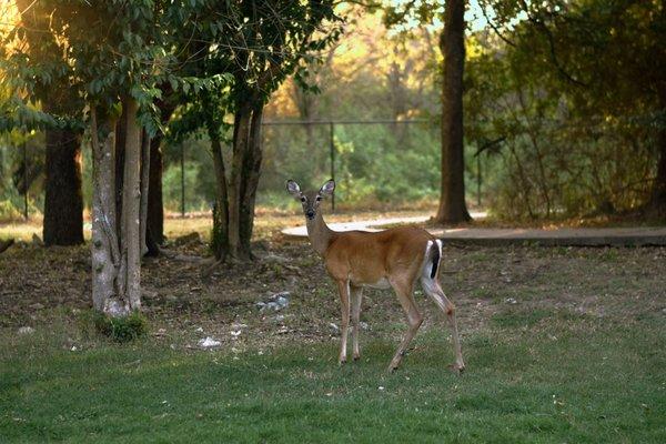 Deer love the property