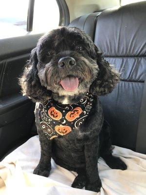 Coming home from getting his grooming today!!!