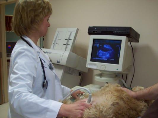 Abdominal ultrasound performed at Brookfield Animal Hospital