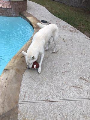 Playing with the pup before cleaning the pool