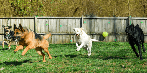 www.901dogs.com Collierville Dog Training The Polished Pooch Daycare