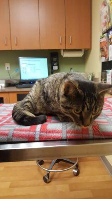 Placing our cat on a blanket and not the cold table like I be seen before. Minor things like that shows the skill and care that they have.