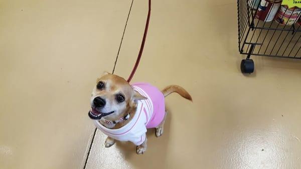 Furry friends on leash are always welcome, like cupcake here!