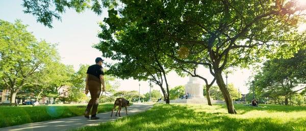 Dog walking in Logan Square