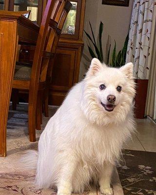 We love and miss our 17 year old American Eskimo dog, Minnie, everyday.