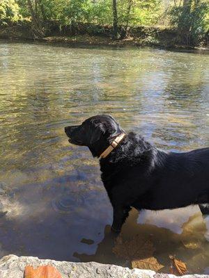 Faith, enjoying a walk at The Narrows Reserve.