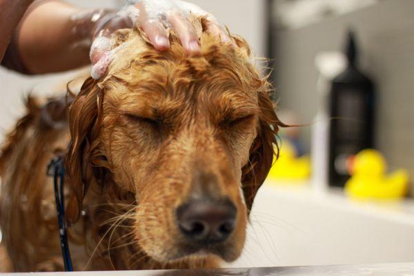 Pamper your pup!