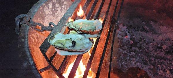 Oysters over a campfire.