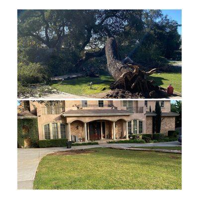 Emergency call for fallen oak tree in Arcadia