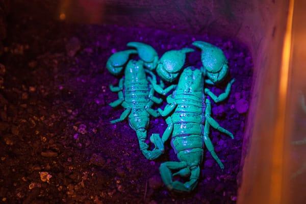 Glow in the dark scorpions - Wow factor: 10 stars!