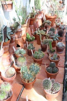 Cacti