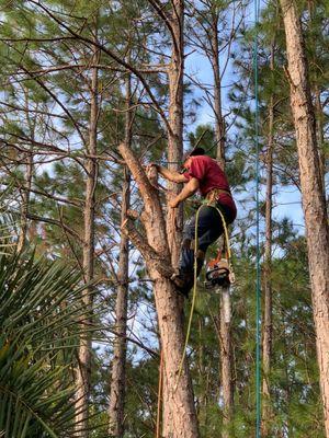 Show Me Tree Service