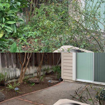 Before and after collage of an overgrown backyard cleanup