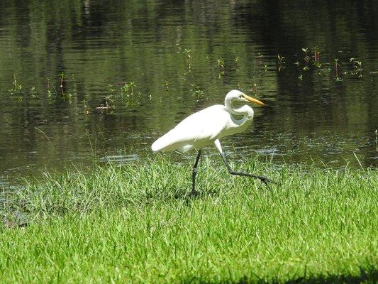 Great Egret