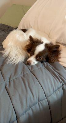 A white and brown dog with long hair.