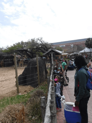 After School Enrichment Program trip to local zoo