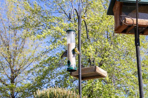 seed feeder on APS