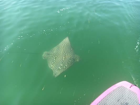 A Spotted Eagle Ray so incredible!