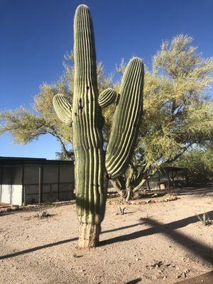 Saguaro housing a friend.