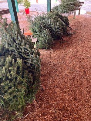 3ft-4ft fresh precut trees