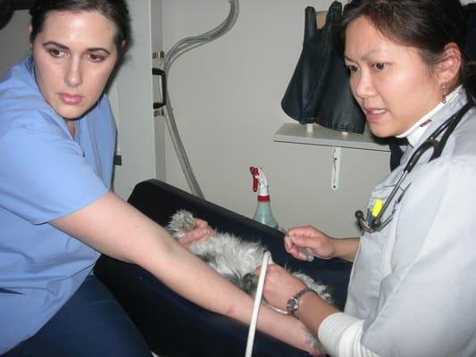 Shontay and Dr Le using the ultrasound to locate a puppy bladder.