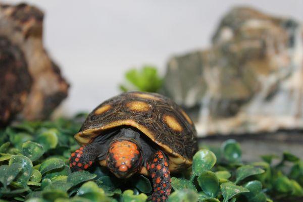 cherry head red foot tortoise